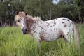 A mini horse grazes in the thick green grass on a cloudy summer day. Royalty Free Stock Photo