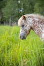 A mini horse grazes in the thick green grass on a cloudy summer day. Royalty Free Stock Photo