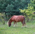 Mini horse on a ranch in the countryside with a hedge for horses in nature