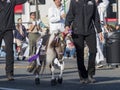 Mini horse show in the famous Rose Parade