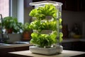 Mini hydroponic lettuce grower at home