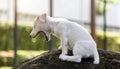 Mini jack russel dog on stone mountain as predator