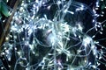 Mini lights, close up. Royalty Free Stock Photo