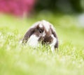 Mini lop in the grass