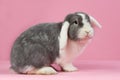 Mini-lop on a pink background Royalty Free Stock Photo