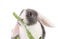 Mini-lop rabbit eating Royalty Free Stock Photo