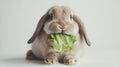 Mini Lop rabbit eating lettuce in 169 aspect ratio Royalty Free Stock Photo