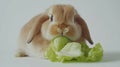 Mini Lop rabbit eating lettuce in 169 aspect ratio Royalty Free Stock Photo