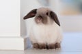 Mini Lop Rabbit Royalty Free Stock Photo