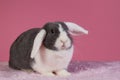 Mini-lop rabbit with pink background Royalty Free Stock Photo