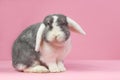 Mini-lop rabbit on a pink background Royalty Free Stock Photo