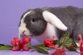 Mini-lop rabbit with pink flowers Royalty Free Stock Photo