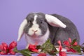 Mini-lop rabbit on purple background Royalty Free Stock Photo