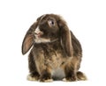 Mini lop rabbit standing, isolated Royalty Free Stock Photo