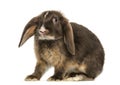 Mini lop rabbit standing, isolated Royalty Free Stock Photo
