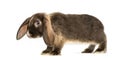 Mini lop rabbit standing, isolated Royalty Free Stock Photo
