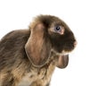 Mini lop rabbit standing, isolated Royalty Free Stock Photo