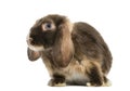 Mini lop rabbit standing, Royalty Free Stock Photo