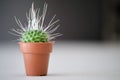 Mini Mammillaria spinosissima or Un Pico. One spine per areole. Royalty Free Stock Photo