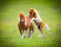 Mini or miniature horses with pinto colors playing in an open meadow, field or pasture. in fresh meadow, field or pasture green Royalty Free Stock Photo