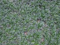 Mini Mondo Grass for background