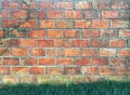 Mini mondo grass and creeping fig growing on orange brick with cement background.