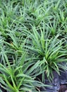 Mini Mondo Grass in the plastic black bag of nursery plants. Snakes Beard plant is a dense herbaceous evergreen perennial grass.