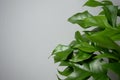 Rhaphidophora tetrasperma on white background