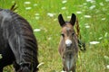 Mini Mule Foal