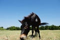 Mini mule in Texas summer landscape