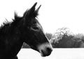 Mini mule portrait face close up in black and white Royalty Free Stock Photo