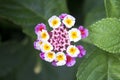 Mini multicolored flower and little buds.