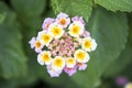 Mini multicolored flower and little buds.