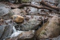 Mini natural waterfall on the rocks in the woods of Central Park in New York Royalty Free Stock Photo