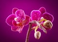 Mini orchid