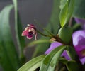 Mini orchid pink, purple yellow. Dwarf small size. Orchid flower bud. Rare variety spotted multi-colored. Royalty Free Stock Photo