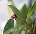 Mini orchid pink, purple yellow. Dwarf small size. Orchid flower bud. Rare variety spotted multi-colored. Royalty Free Stock Photo