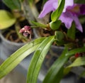 Mini orchid pink, purple yellow. Dwarf small size. Orchid flower bud. Rare variety spotted multi-colored. Royalty Free Stock Photo