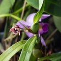 Mini orchid pink, purple yellow. Dwarf small size. Orchid flower bud. Rare variety spotted multi-colored. Royalty Free Stock Photo