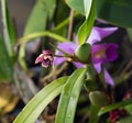 Mini orchid pink, purple yellow. Dwarf small size. Orchid flower bud. Rare variety spotted multi-colored. Royalty Free Stock Photo