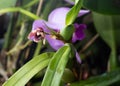 Mini orchid pink, purple yellow. Dwarf small size. Orchid flower bud. Rare variety spotted multi-colored. Royalty Free Stock Photo