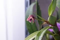 Mini orchid pink, purple yellow. Dwarf small size. Orchid flower bud. Rare variety spotted multi-colored. Royalty Free Stock Photo