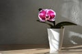 Mini orchid plant in a pot Royalty Free Stock Photo