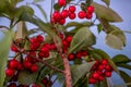 Mini-tree with red berries. Royalty Free Stock Photo