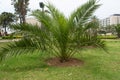 Mini palm tree in a public park in North Africa, Morocco