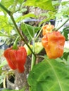 mini peppers growing in the yard Royalty Free Stock Photo