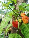 mini peppers growing in the yard Royalty Free Stock Photo