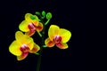 Mini phalaenopsis bright yellow orchids against black background Royalty Free Stock Photo