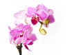 Mini phalaenopsis moth orchid with pink blossoms, close up, Royalty Free Stock Photo