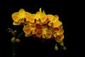 Mini phalaenopsis topaz yellow orchids against black background Royalty Free Stock Photo